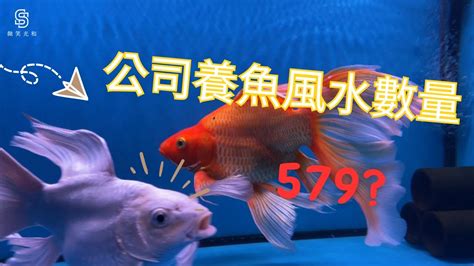 家裡養魚數量|【魚要養幾隻比較好】家裡養幾條魚財運好？養單數吉利還是雙數？